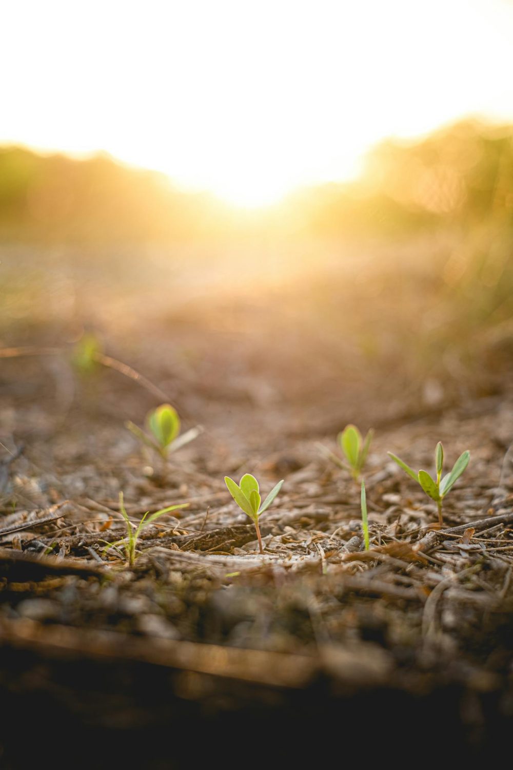 Building trust in sustainability assurance: statement from the European and global accountancy profession